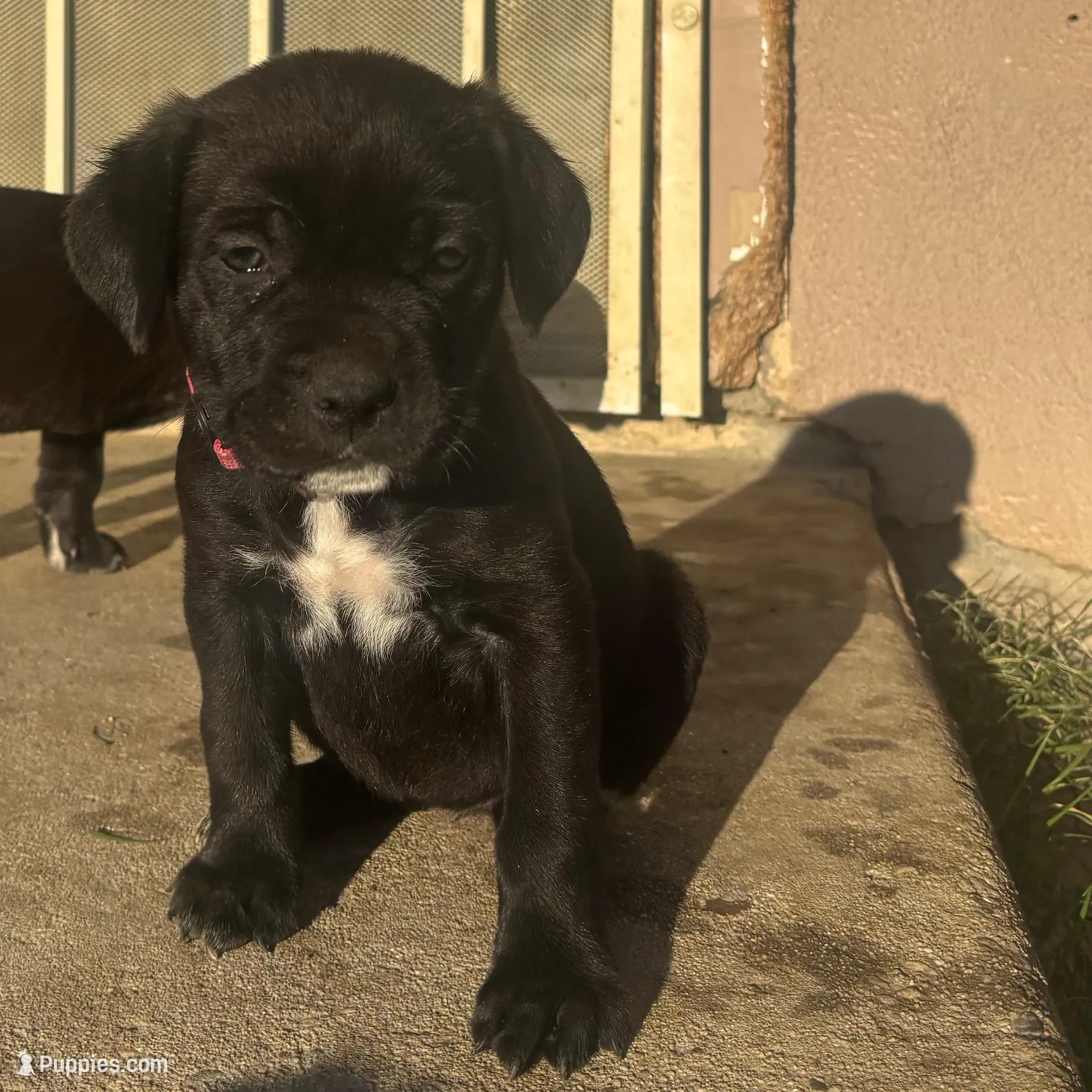 Pink – Cane Corso puppy for sale in Banning, CA
