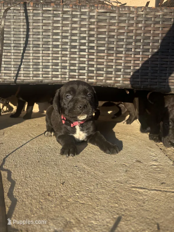 Pink – Cane Corso puppy for sale in Banning, CA
