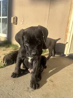 Grey puppy, a male Cane Corso for sale in Banning, CA – Photo 3 of 3