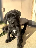 Grey puppy, a male Cane Corso for sale in Banning, CA – Photo 1 of 3