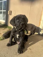 Grey puppy, a male Cane Corso for sale in Banning, CA – Photo 2 of 3