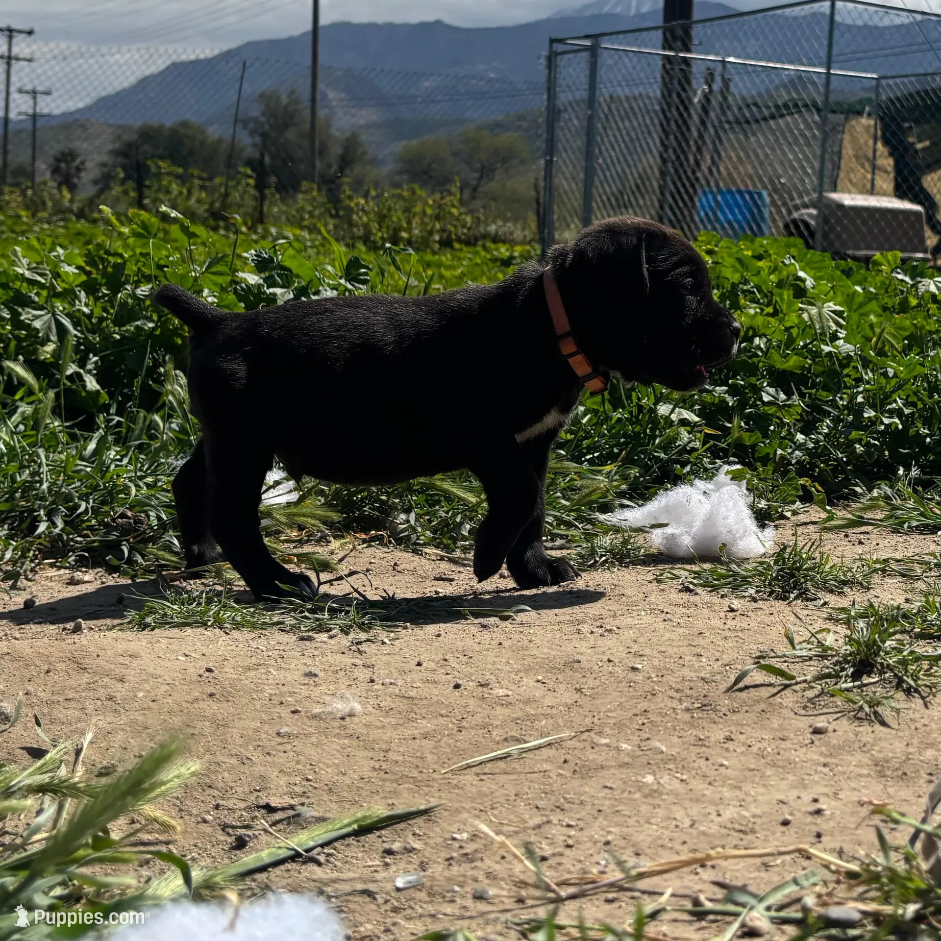 Orange, a male Cane Corso for sale in Banning, CA – Photo 5 of 5
