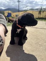 Orange, a male Cane Corso for sale in Banning, CA – Photo 2 of 5