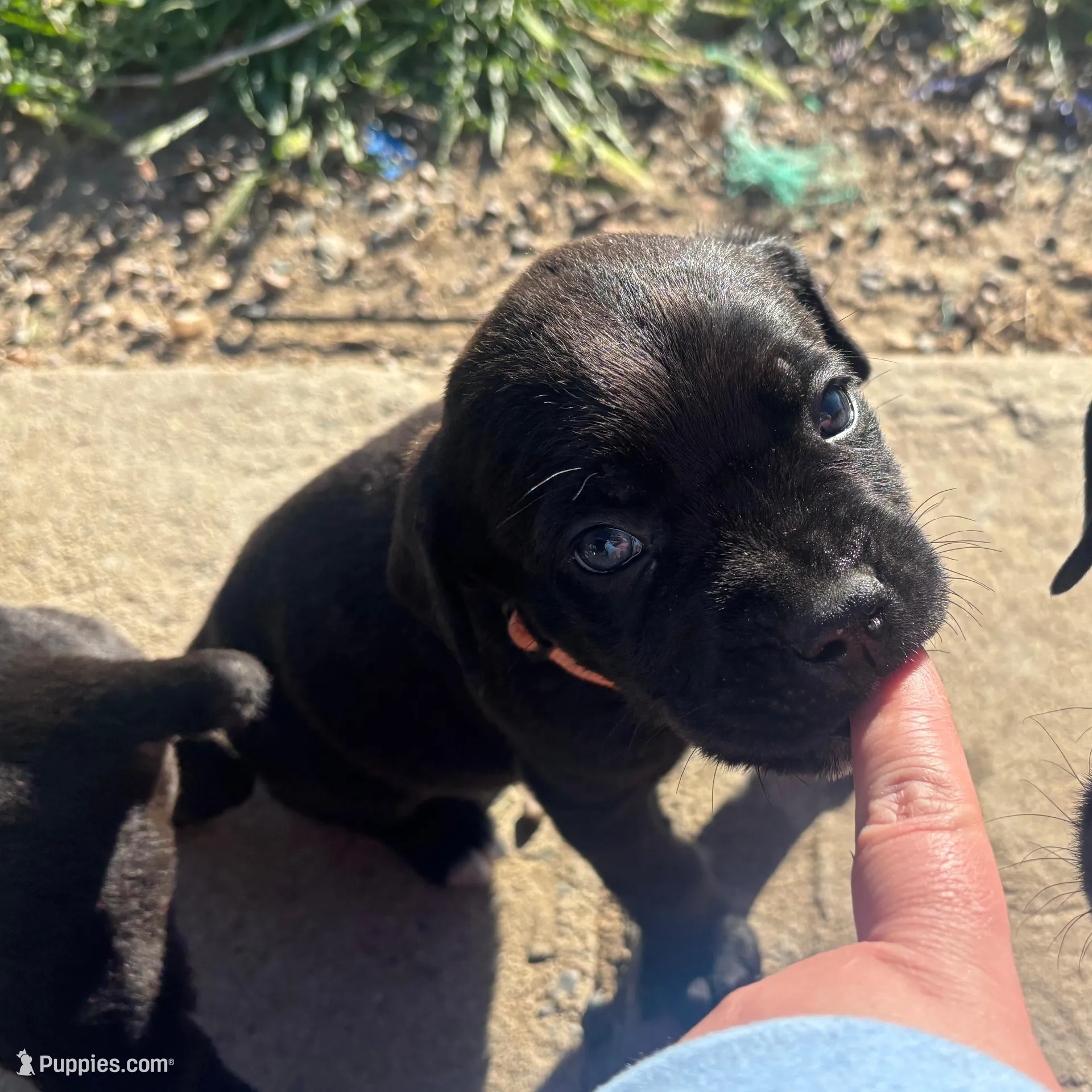 Orange, a male Cane Corso for sale in Banning, CA – Photo 3 of 5