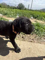 Orange, a male Cane Corso for sale in Banning, CA – Photo 4 of 5