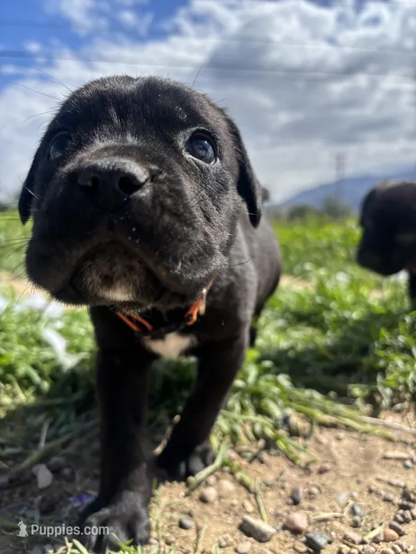 Orange – Cane Corso puppy for sale in Banning, CA