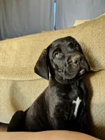 Grey, a male Cane Corso for sale in Banning, CA – Photo 2 of 3