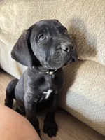 Grey, a male Cane Corso for sale in Banning, CA – Photo 3 of 3