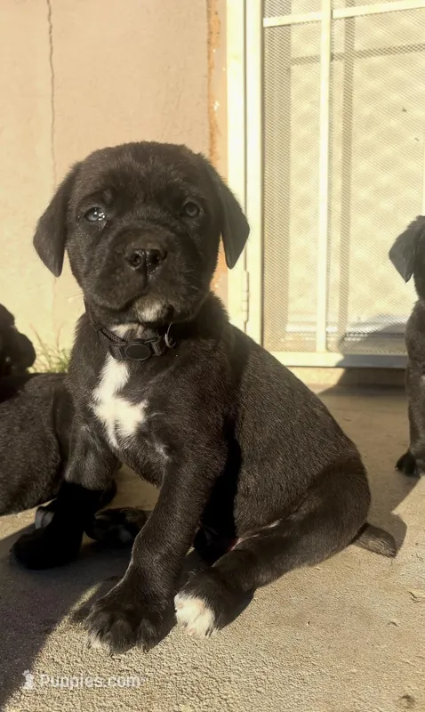 Black – Cane Corso puppy for sale in Banning, CA