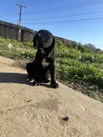 Black, a male Cane Corso for sale in Banning, CA – Photo 4 of 4