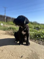 Black, a male Cane Corso for sale in Banning, CA – Photo 3 of 4
