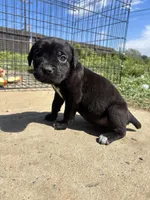 Yellow , a female Cane Corso for sale in Banning, CA – Photo 3 of 4