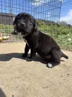 Yellow , a female Cane Corso for sale in Banning, CA – Photo 4 of 4