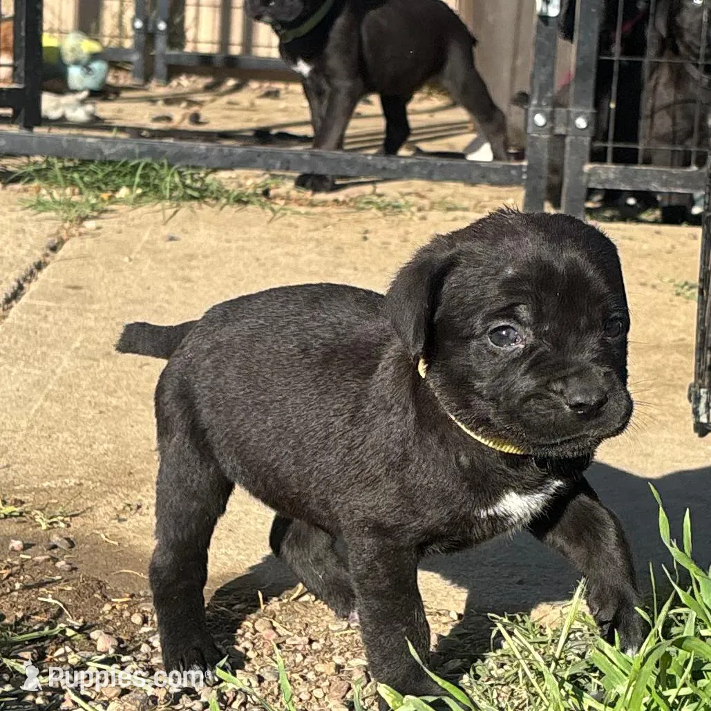 Yellow , a female Cane Corso for sale in Banning, CA – Photo 2 of 4