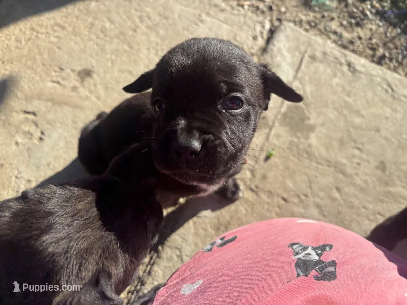 Yellow  – Cane Corso puppy for sale in Banning, CA