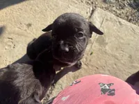 Yellow , a female Cane Corso for sale in Banning, CA – Photo 1 of 4