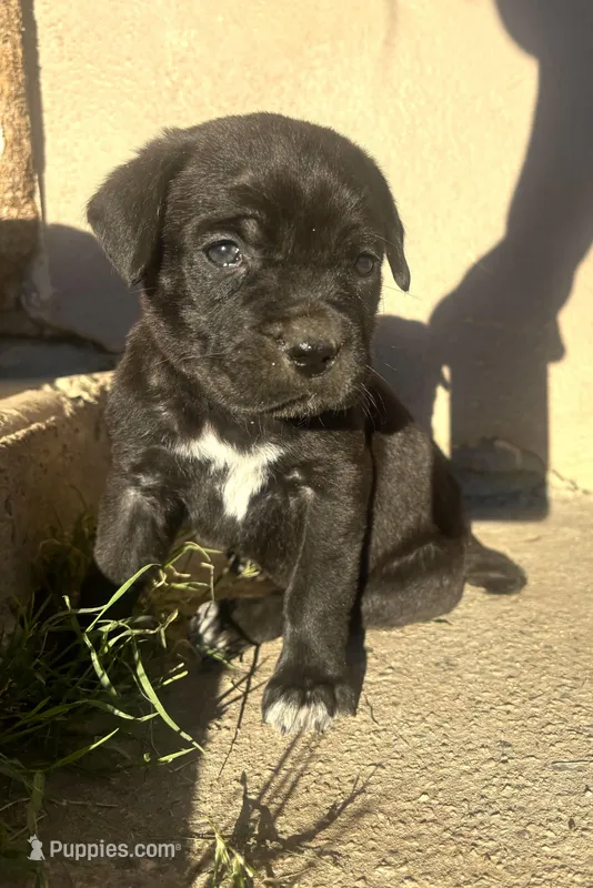 Yellow  – Cane Corso puppy for sale in Banning, CA