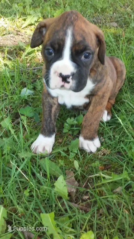 Linc – Boxer puppy for sale in Otisville, MI