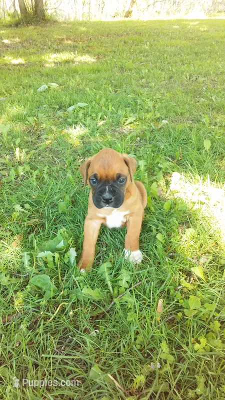 Fritz – Boxer puppy for sale in Otisville, MI