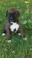 Theo, a male Boxer for sale in Otisville, MI – 1 of 1