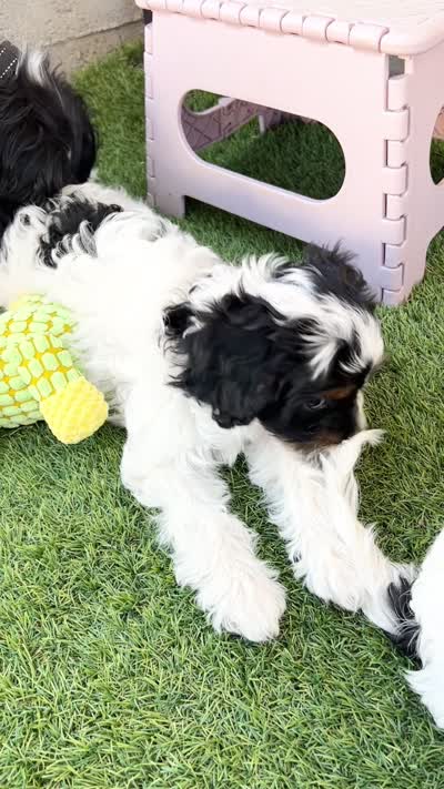 Scarlett , a female Cavapoo for sale in Saratoga Springs, UT – 10 of 10