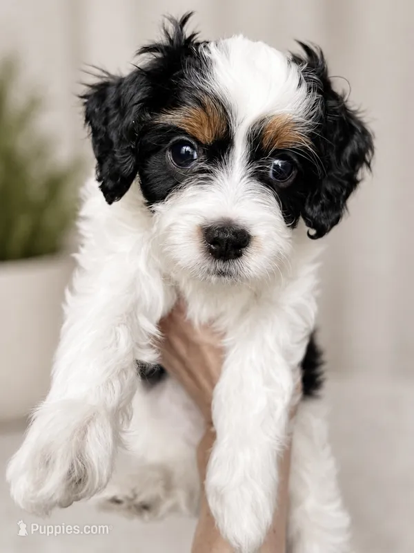 Seth – Cavapoo puppy for sale in Saratoga Springs, UT