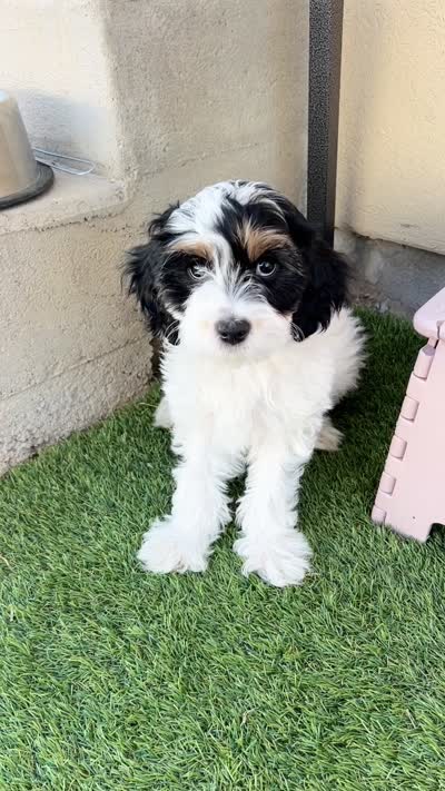 Savannah, a female Cavapoo for sale in Saratoga Springs, UT – 3 of 9