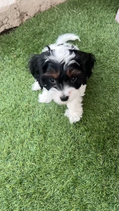 Sarah, a female Cavapoo for sale in Saratoga Springs, UT – 9 of 10