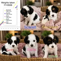 Sarah, a female Cavapoo for sale in Saratoga Springs, UT – 3 of 5