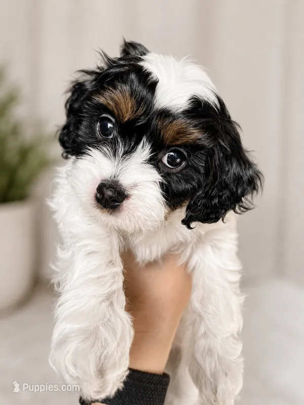 Sarah – Cavapoo puppy for sale in Saratoga Springs, UT