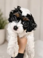 Sarah, a female Cavapoo for sale in Saratoga Springs, UT – 3 of 10