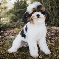 Stella, a female Cavapoo for sale in Saratoga Springs, UT – 7 of 10
