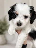 Stella, a female Cavapoo for sale in Saratoga Springs, UT – 4 of 10