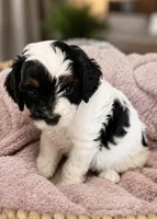 Scarlett , a female Cavapoo for sale in Saratoga Springs, UT – 1 of 5