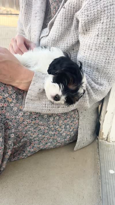 Sarah, a female Cavapoo for sale in Saratoga Springs, UT – 10 of 10