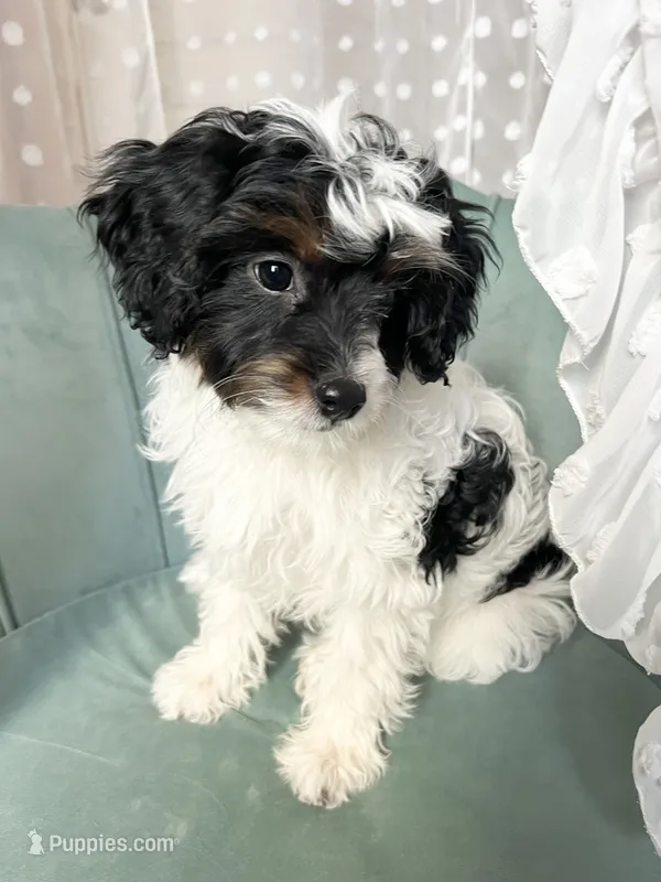 Scarlett  – Cavapoo, Cavalier King Charles Spaniel puppy for sale in Saratoga Springs, UT