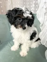 Scarlett , a female Cavapoo and Cavalier King Charles Spaniel for sale in Saratoga Springs, UT – 1 of 10