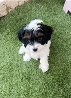 Sarah, a female Cavapoo for sale in Saratoga Springs, UT – 1 of 10