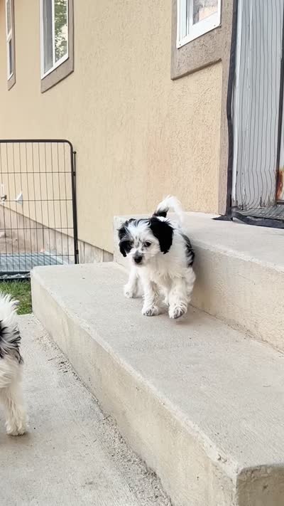 Stella, a female Cavapoo for sale in Saratoga Springs, UT – 9 of 10