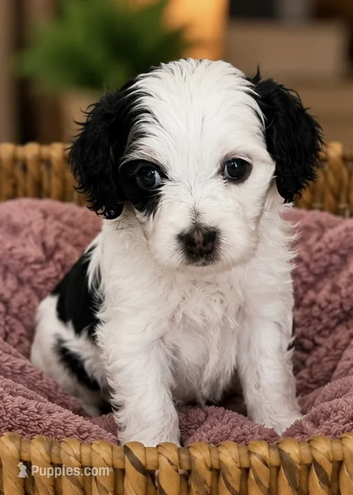 Stella – Cavapoo puppy for sale in Saratoga Springs, UT