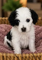 Stella, a female Cavapoo for sale in Saratoga Springs, UT – 1 of 4