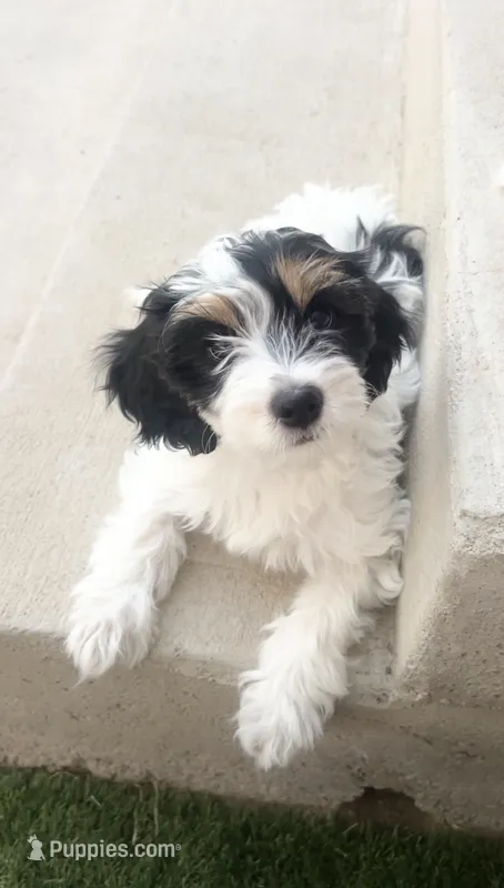 Savannah – Cavapoo puppy for sale in Saratoga Springs, UT