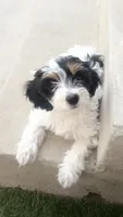 Savannah, a female Cavapoo for sale in Saratoga Springs, UT – 1 of 9