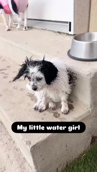 Stella, a female Cavapoo for sale in Saratoga Springs, UT – 10 of 10