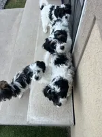 Stella, a female Cavapoo for sale in Saratoga Springs, UT – 2 of 10