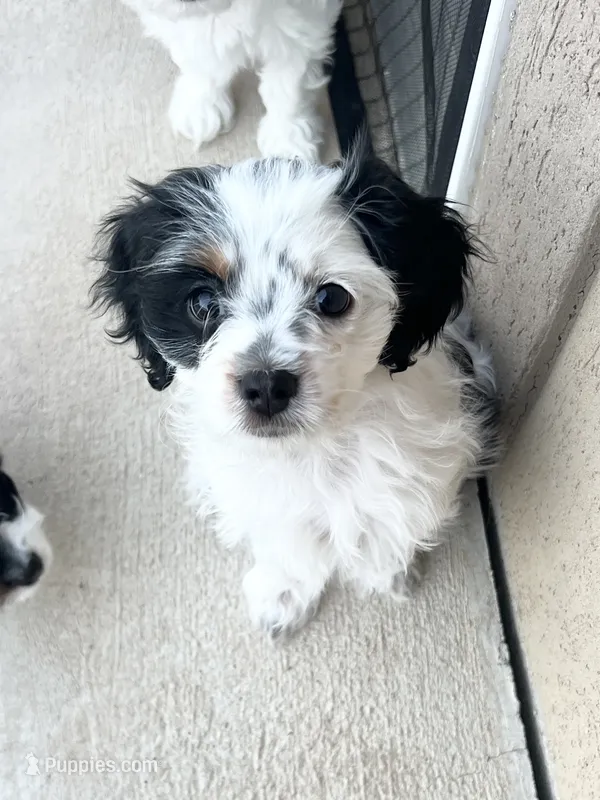 Stella – Cavapoo puppy for sale in Saratoga Springs, UT