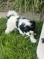 Sarah, a female Cavapoo for sale in Saratoga Springs, UT – 2 of 10