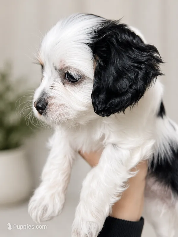 Stella – Cavapoo puppy for sale in Saratoga Springs, UT