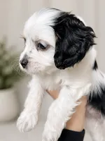 Stella, a female Cavapoo for sale in Saratoga Springs, UT – 3 of 10