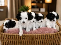 Sarah, a female Cavapoo for sale in Saratoga Springs, UT – 2 of 5